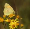 50007 – Photo : patrick derennes – France (77)