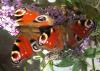Aglais io