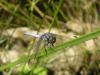 Orthetrum coerulescens