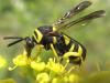 50226 – Photo : Gilles Roux – France (13)