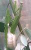Mantis religiosa