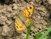 50656 – Photo : Axel Dehalleux – France (89)