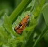 50137 – Photo : Pelouard – France (74)