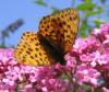 50154 – Photo : Axel Dehalleux – France (89)