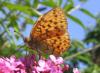 50233 – Photo : Axel Dehalleux – France (89)