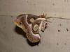 50333 – Photo : OCIS – Sénégal