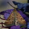 50441 – Photo : Pelouard – France (26)