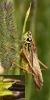 50420 – Photo : Vincent Derreumaux – France (05)