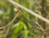 50720 – Photo : Michel Renou – France (91)
