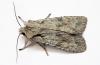 50885 – Photo : Louis Weitten – France (57)