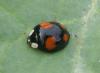 Harmonia axyridis