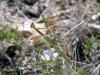 50566 – Photo : Jules d'Oc – France (34)