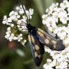 50628 – Photo : Vincent Derreumaux – France (05)