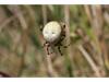 Araneus quadratus