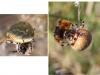 Araneus quadratus