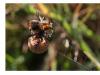 Araneus quadratus