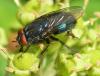 50563 – Photo : Jean Luc Kerveadou – France (29)