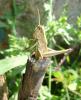 50391 – Photo : Longelin Dominique – France (63)