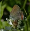 50428 – Photo : Pelouard – France (26)