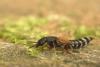50321 – Photo : Michel Renou – France (78)