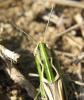 50860 – Photo : gyps – France (38)