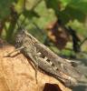 50531 – Photo : gyps – France (38)