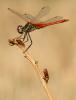 50463 – Photo : Laurene trebucq – France (26)