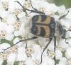 Trichius sp.