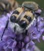 Trichius sp.