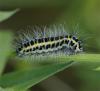 50343 – Photo : Pelouard – France (26)