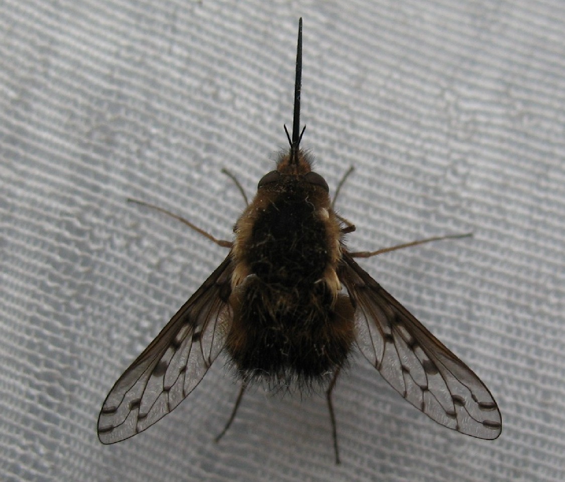 Axel Dehalleux - Bombylius (Bombylius) discolor - réf. 50187 (1125 x 961 pixels, 197 ko)