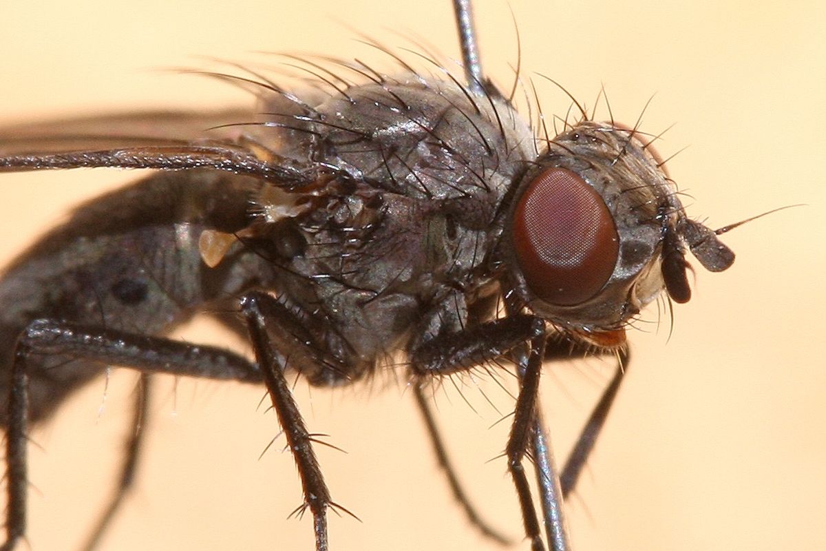 lauriaut - Phorbia sp. - réf. 50905 (1200 x 800 pixels, 141 ko)