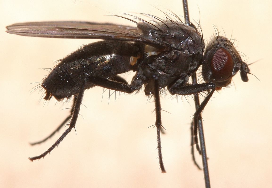 lauriaut - Phorbia sp. - réf. 50903 (1154 x 800 pixels, 121 ko)