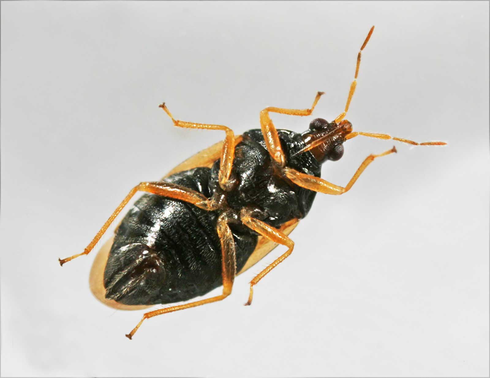 Dimitri GEYSTOR - Orius sp. - réf. 50001 (1600 x 1234 pixels, 81 ko)