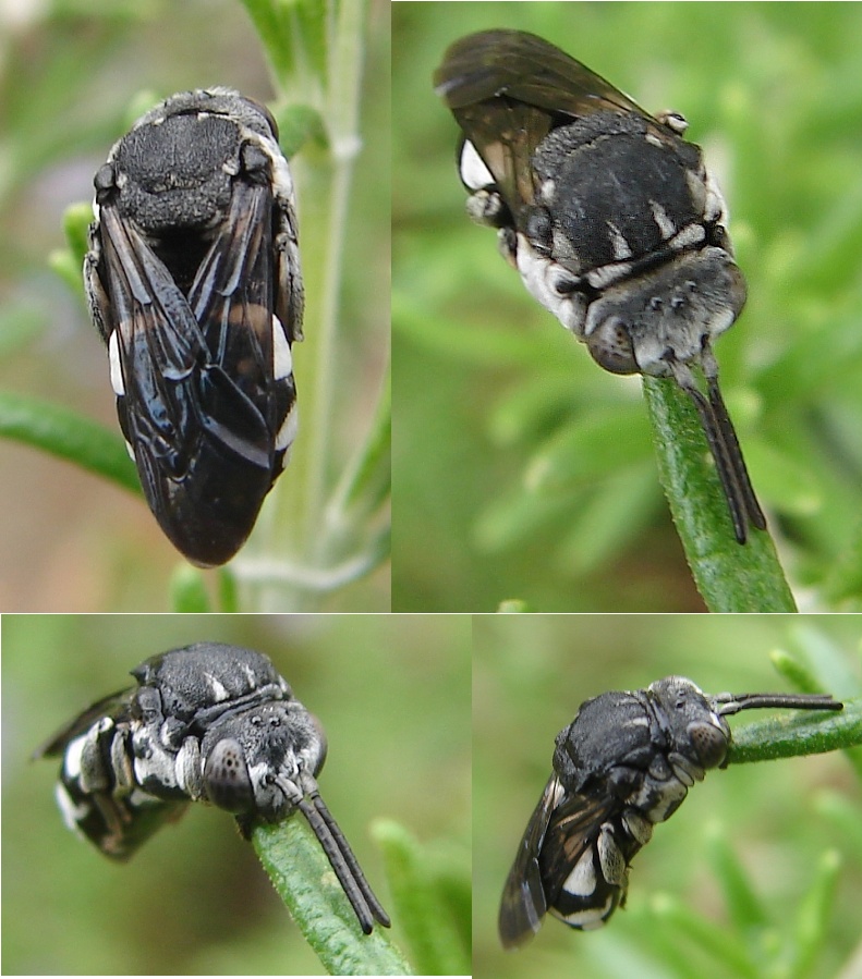 Phil - Epeolus fallax - réf. 50438 (791 x 899 pixels, 203 ko)