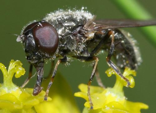 Cheilosia mutabilis