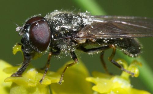 Cheilosia mutabilis
