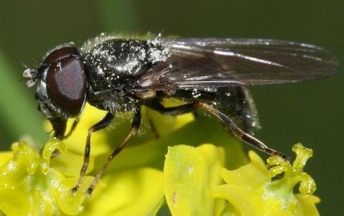 Cheilosia mutabilis