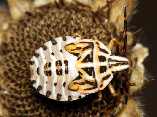 Réf. 51 576 : Codophila varia