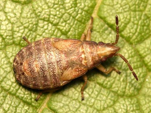 Orsillus depressus
