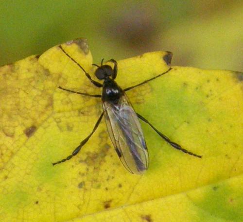 Bibio clavipes