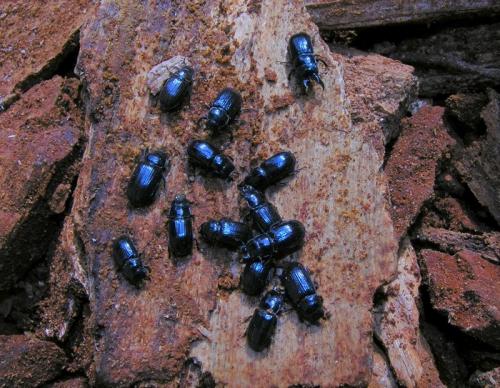 Ceruchus chrysomelinus