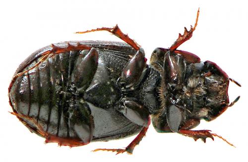 Réf. 51 335 : Planolinus fasciatus