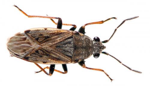 Réf. 51 988 : Peritrechus gracilicornis