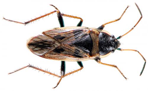Réf. 51 985 : Xanthochilus quadratus