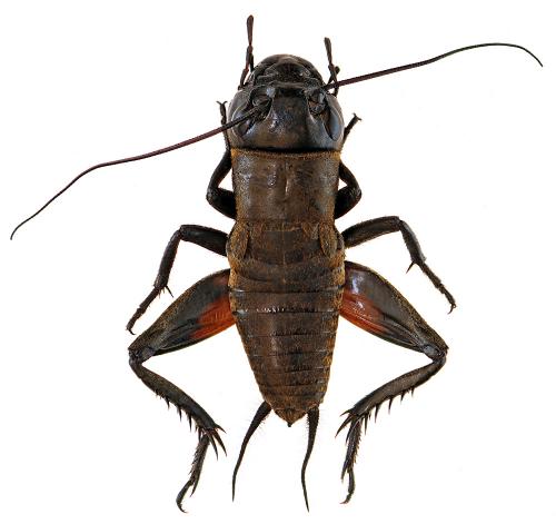 Réf. 51 427 : Gryllus campestris