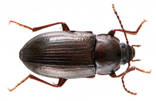 Nalassus laevioctostriatus