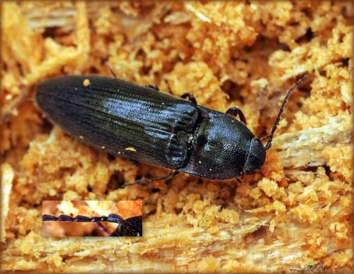 Melanotus crassicollis