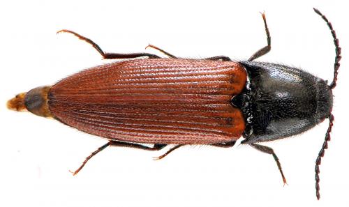Réf. 51 934 : Ampedus pomorum