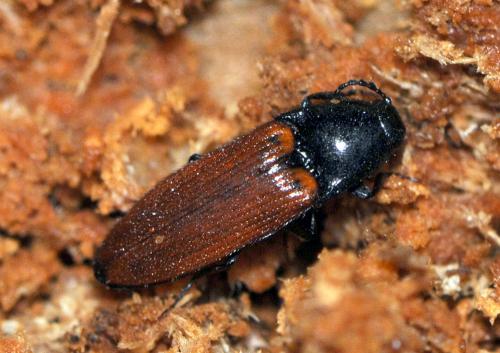Réf. 51 919 : Ampedus pomorum
